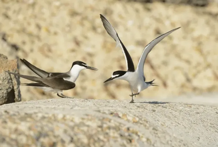 Framed Print : Bridled Tern (Onychoprion anaethetus) adult pair, in courtship display, Queensland, Australia, November Framed Print : Bridled Tern (Onychoprion anaethetus) adult pair, in courtship display, Queensland, Australia, November