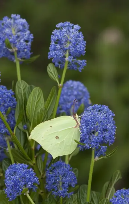 Framed Print : Brimstone Butterfly (Gonepteryx rhamni) adult, feeding on California Lilac (Ceanothus arboreus) flowers in garden, England, june Framed Print : Brimstone Butterfly (Gonepteryx rhamni) adult, feeding on California Lilac (Ceanothus arboreus) flowers in garden, England, june