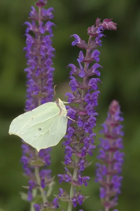 Framed Print : Brimstone Butterfly (Gonepteryx rhamni) adult, feeding on Meadow Sage (Salvia nemorosa) flowers in garden, England Framed Print : Brimstone Butterfly (Gonepteryx rhamni) adult, feeding on Meadow Sage (Salvia nemorosa) flowers in garden, England