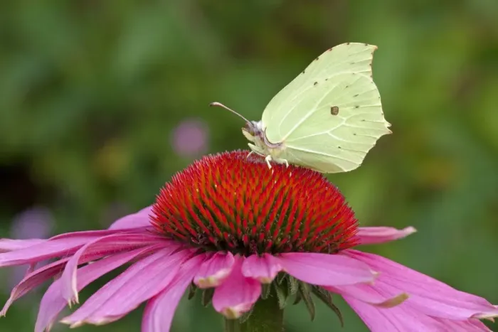 Framed Print : Brimstone Butterfly (Gonepteryx rhamni) adult, feeding on Purple Coneflower (Echinacea purpurea) flowers in garden Framed Print : Brimstone Butterfly (Gonepteryx rhamni) adult, feeding on Purple Coneflower (Echinacea purpurea) flowers in garden