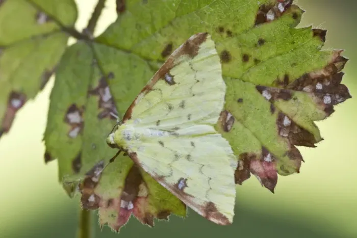 Framed Print : Brimstone Moth on autumn leaf Framed Print : Brimstone Moth on autumn leaf