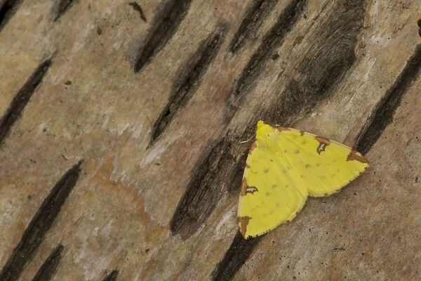 Brimstone Moth (Opisthograptis luteolata) adult, resting on birch bark, Sheffield, South Yorkshire, England, May
