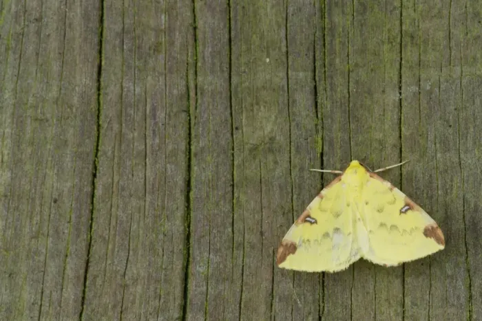 Framed Print : Brimstone Moth (Opisthograptis luteolata) adult, resting on fencepost, Sheffield, South Yorkshire, England, August Framed Print : Brimstone Moth (Opisthograptis luteolata) adult, resting on fencepost, Sheffield, South Yorkshire, England, August