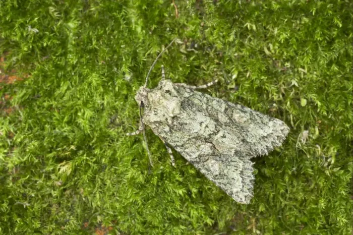 Framed Print : Brindled Green (Dryobotodes eremita) adult, resting on moss, Essex, England Framed Print : Brindled Green (Dryobotodes eremita) adult, resting on moss, Essex, England