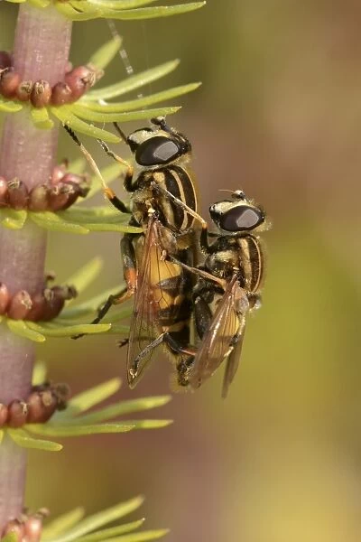 Brindled Hoverfly (Helophilus pendulus) adult pair, mating, Oxfordshire, England, July