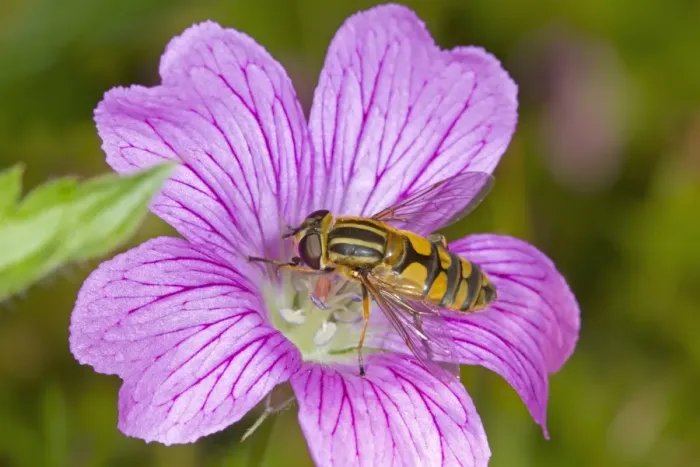 Framed Print : Brindled Hoverfly (Helophilus pendulus) adult, feeding on mallow flower, Norfolk, England, August Framed Print : Brindled Hoverfly (Helophilus pendulus) adult, feeding on mallow flower, Norfolk, England, August