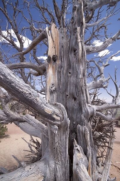 Bristlecone Pine trees are adapted to prolonged drought, this tree is around 1600 years old
