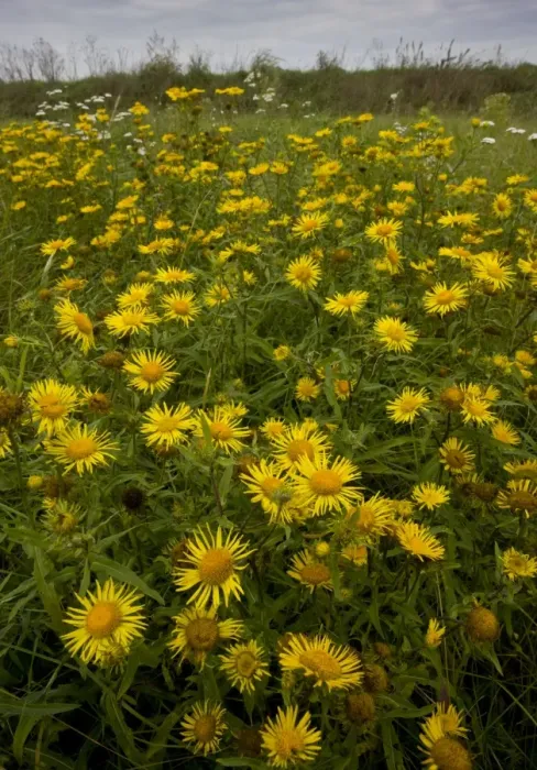 Framed Print : British Yellowhead (Inula britannica) flowering mass, growing in Puszta grassland habitat, Hortobagy N. P Framed Print : British Yellowhead (Inula britannica) flowering mass, growing in Puszta grassland habitat, Hortobagy N. P