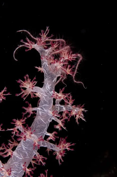 Framed Print : Brittlestar (Ophiuroidea sp. ) adult, on Soft Glomerate Tree Coral (Dendronephthya sp. ) in reef at night, Tutuntute, Wetar Island, Barat Daya Islands, Lesser Sunda Islands, Maluku Province, Indonesia