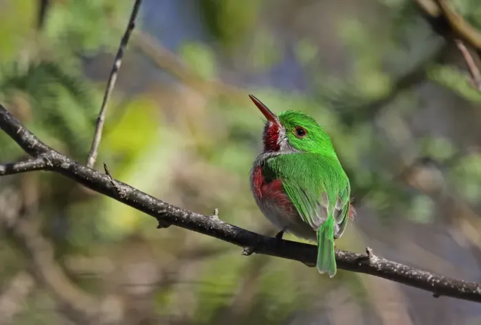 Framed Print : Broad-billed Tody (Todus subulatus) adult, perched on twig, Bahoruco Mountains N. P. Dominican Republic, January Framed Print : Broad-billed Tody (Todus subulatus) adult, perched on twig, Bahoruco Mountains N. P. Dominican Republic, January