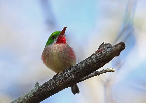 Broad-billed Tody (Todus subulatus) adult, perched on branch, Bahoruco Mountains N. P. Dominican Republic, January