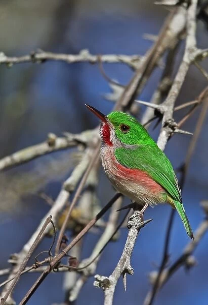 Broad-billed Tody (Todus subulatus) adult, perched on twig, Bahoruco Mountains N. P. Dominican Republic, January