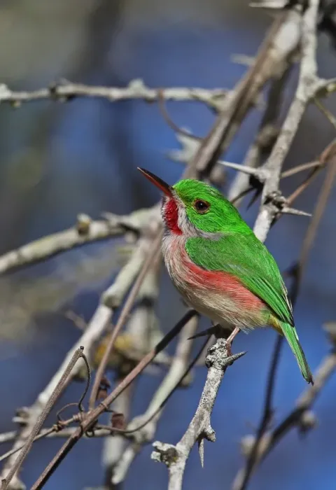 Framed Print : Broad-billed Tody (Todus subulatus) adult, perched on twig, Bahoruco Mountains N. P. Dominican Republic, January Framed Print : Broad-billed Tody (Todus subulatus) adult, perched on twig, Bahoruco Mountains N. P. Dominican Republic, January