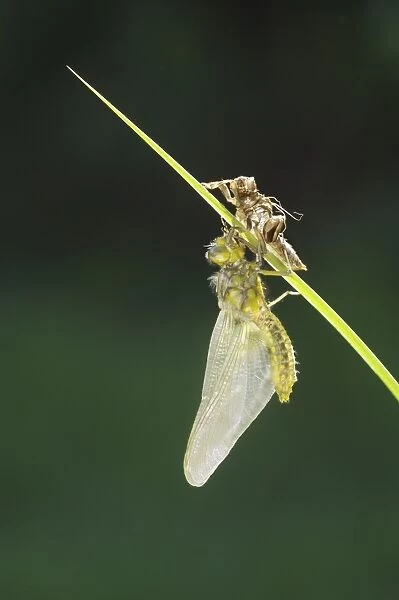 Broad-bodied Chaser (Libellula depressa) adult female, newly emerged from exuvia