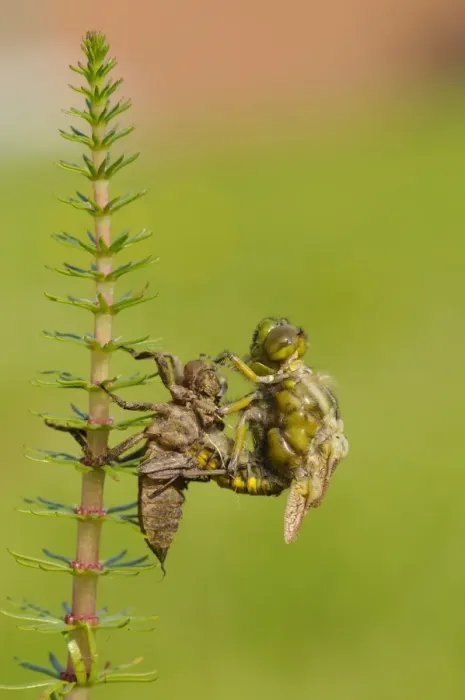 Framed Print : Broad-bodied Chaser (Libellula depressa) adult, emerging from larval skin, expanding wings, Oxfordshire, England, May Framed Print : Broad-bodied Chaser (Libellula depressa) adult, emerging from larval skin, expanding wings, Oxfordshire, England, May