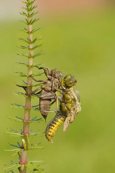 Broad-bodied Chaser (Libellula depressa) adult, emerging from larval skin, expanding wings, Oxfordshire, England, May