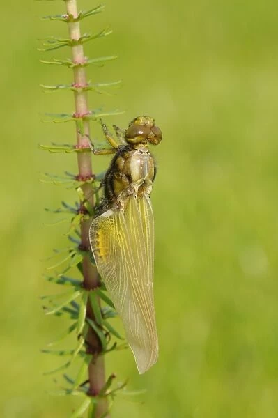 Broad-bodied Chaser (Libellula depressa) adult, newly emerged, expanding and drying wings, Oxfordshire, England, May