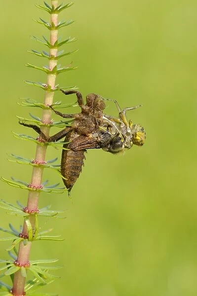 Broad-bodied Chaser (Libellula depressa) adult, emerging from larval skin, Oxfordshire, England, May