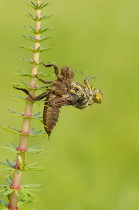 Framed Print : Broad-bodied Chaser (Libellula depressa) adult, emerging from larval skin, Oxfordshire, England, May Framed Print : Broad-bodied Chaser (Libellula depressa) adult, emerging from larval skin, Oxfordshire, England, May