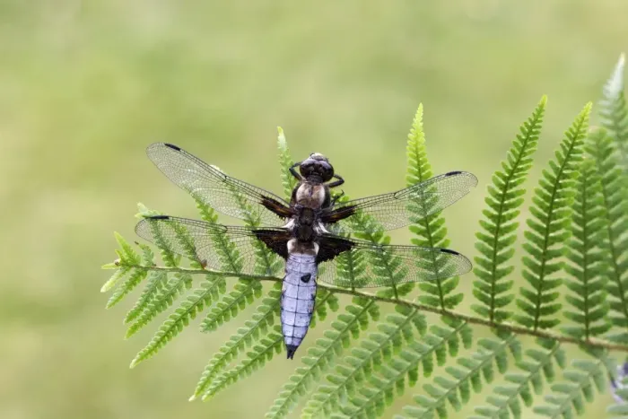 Framed Print : Broad-bodied Chaser (Libellula depressa) adult male, resting on fern frond, Midlands, England, june Framed Print : Broad-bodied Chaser (Libellula depressa) adult male, resting on fern frond, Midlands, England, june