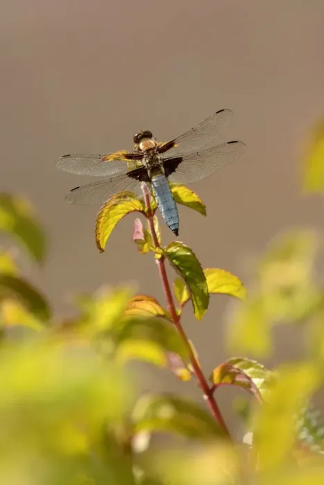 Framed Print : Broad-bodied Chaser (Libellula depressa) adult male, resting on Water Mint (Mentha aquatica), Oxfordshire, England Framed Print : Broad-bodied Chaser (Libellula depressa) adult male, resting on Water Mint (Mentha aquatica), Oxfordshire, England