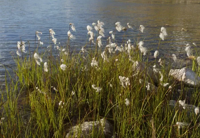 Framed Print : Broad-leaved Cotton-grass (Eriophorum latifolium) growing around lake edge, Col de La Lombarde, Maritime Alps, France Framed Print : Broad-leaved Cotton-grass (Eriophorum latifolium) growing around lake edge, Col de La Lombarde, Maritime Alps, France