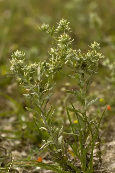 Framed Print : Broad-leaved Cudweed (Filago pyramidata) flowering, growing in arable field, Ranscombe Farm Nature Reserve, Kent