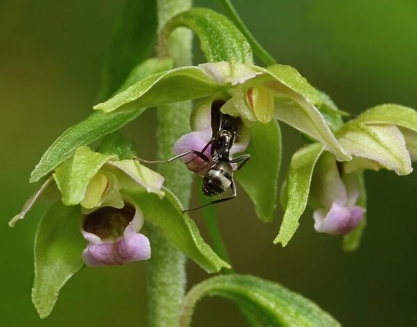 Broad-leaved Helleborine (Epipactis helleborine) close-up of flowers, with Wood Ant (Formica lemani) adult worker