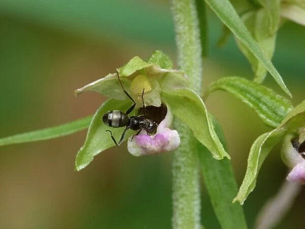 Broad-leaved Helleborine (Epipactis helleborine) close-up of flower, with Wood Ant (Formica lemani) adult worker