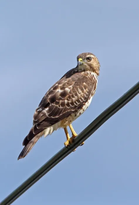 Framed Print : Broad-winged Hawk (Buteo platypterus rivierei) juvenile, perched on powerline, St Framed Print : Broad-winged Hawk (Buteo platypterus rivierei) juvenile, perched on powerline, St