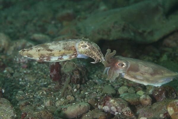 Broadclub Cuttlefish (Sepia latimanus) adult pair, mating, Ambon Island, Maluku Islands, Banda Sea, Indonesia