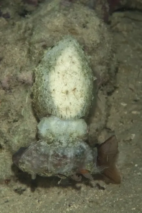 Framed Print : Broadclub Cuttlefish (Sepia latimanus) adult, feeding, with caught fish in tentacles, Mabul Island, Sabah, Borneo, Malaysia Framed Print : Broadclub Cuttlefish (Sepia latimanus) adult, feeding, with caught fish in tentacles, Mabul Island, Sabah, Borneo, Malaysia