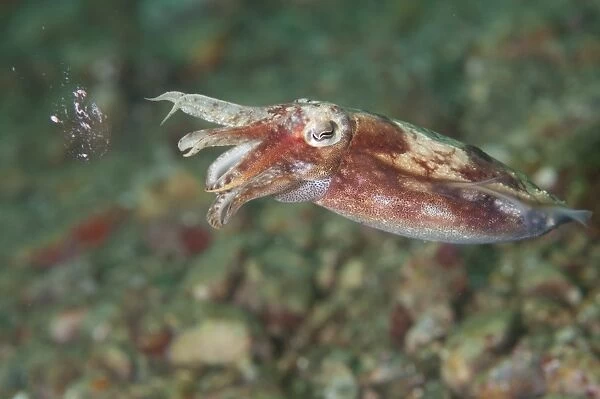 Broadclub Cuttlefish (Sepia latimanus) adult, with sperm residue after mating, Ambon Island, Maluku Islands, Banda Sea, Indonesia