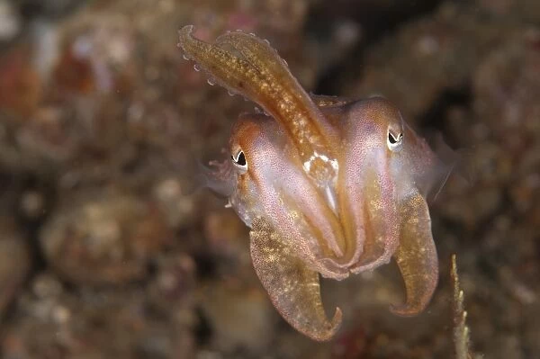 Broadclub Cuttlefish (Sepia latimanus) adult, in defensive posture, Ambon Island, Maluku Islands, Banda Sea, Indonesia