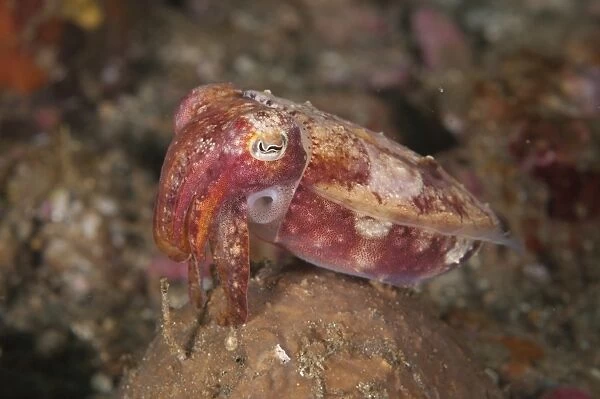 Broadclub Cuttlefish (Sepia latimanus) adult, on reef, Ambon Island, Maluku Islands, Banda Sea, Indonesia