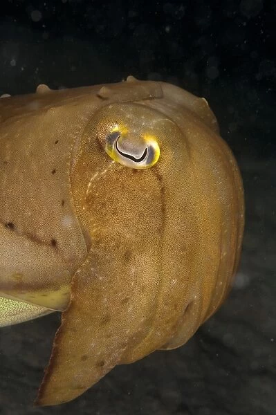 Broadclub Cuttlefish (Sepia latimanus) adult, close-up of head and tentacles, Mabul Island, Sabah, Borneo, Malaysia