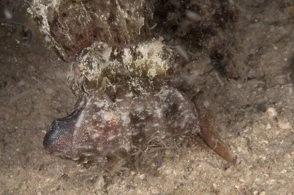Broadclub Cuttlefish (Sepia latimanus) adult, feeding, with caught fish in tentacles, Mabul Island, Sabah, Borneo