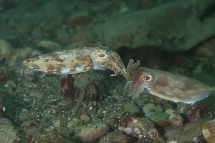 Framed Print : Broadclub Cuttlefish (Sepia latimanus) adult pair, mating, Ambon Island, Maluku Islands, Banda Sea, Indonesia Framed Print : Broadclub Cuttlefish (Sepia latimanus) adult pair, mating, Ambon Island, Maluku Islands, Banda Sea, Indonesia