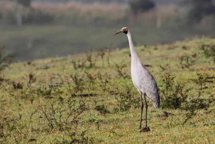 Framed Print : Brolga (Grus rubicunda) adult, warming up in early morning sunshine, standing in extinct volcanic crater