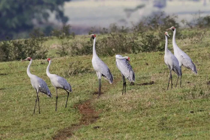 Framed Print : Brolga (Grus rubicunda) six adults, warming up in early morning sunshine, standing in extinct volcanic crater Framed Print : Brolga (Grus rubicunda) six adults, warming up in early morning sunshine, standing in extinct volcanic crater