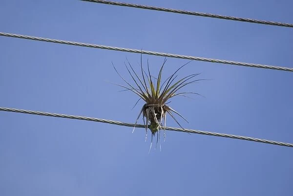 Bromeliad (Tillandsia sp. ) growing on overhead telephone wire, Tobago, Trinidad and Tobago, October