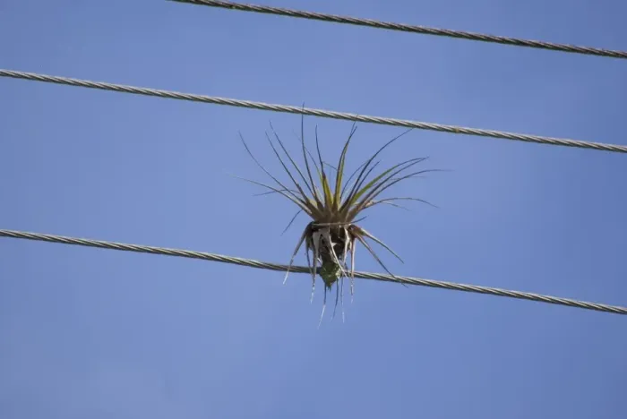 Framed Print : Bromeliad (Tillandsia sp. ) growing on overhead telephone wire, Tobago, Trinidad and Tobago, October Framed Print : Bromeliad (Tillandsia sp. ) growing on overhead telephone wire, Tobago, Trinidad and Tobago, October