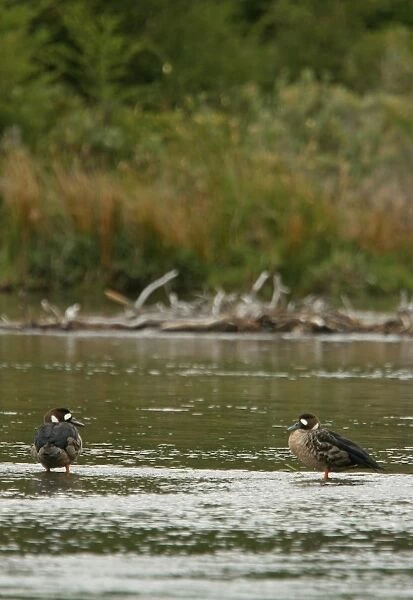 Bronze-winged Duck (Speculanas specularis) adult pair, standing in water, Tierra del Fuego N. P. Tierra del Fuego, Argentina, february