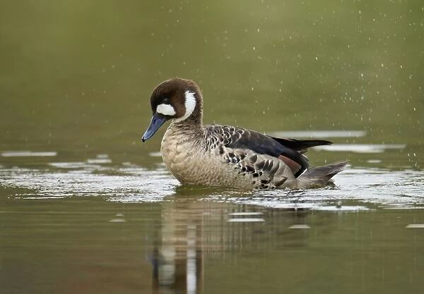 Bronze-winged Duck (Speculanas specularis) adult, bathing on water, Torres del Paine N. P