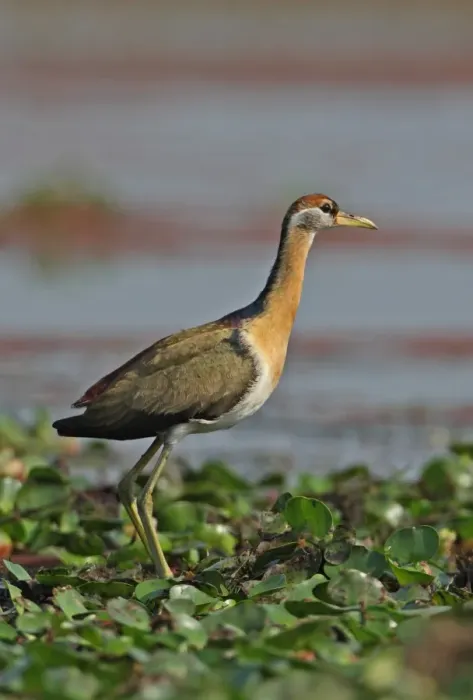 Framed Print : Bronze-winged Jacana (Metopidius indicus) juvenile, standing on Water Hyacinth (Eichhornia sp. ), Dibru-Saikhowa N. P. Assam, India, february Framed Print : Bronze-winged Jacana (Metopidius indicus) juvenile, standing on Water Hyacinth (Eichhornia sp. ), Dibru-Saikhowa N. P. Assam, India, february