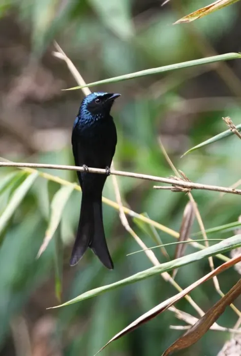 Framed Print : Bronzed Drongo (Dicrurus aeneus) adult, perched on bamboo stem, Kaeng Krachan N. P. Thailand, february Framed Print : Bronzed Drongo (Dicrurus aeneus) adult, perched on bamboo stem, Kaeng Krachan N. P. Thailand, february