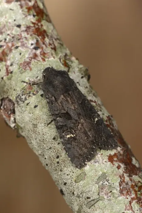 Framed Print : Broom Moth (Melanchra pisi) adult, resting on twig, Oxfordshire, England, September