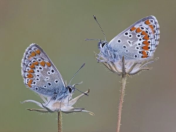 Brown Argus (Aricia agestis) two adults, roosting on dry flowerheads, Corsica, France, April