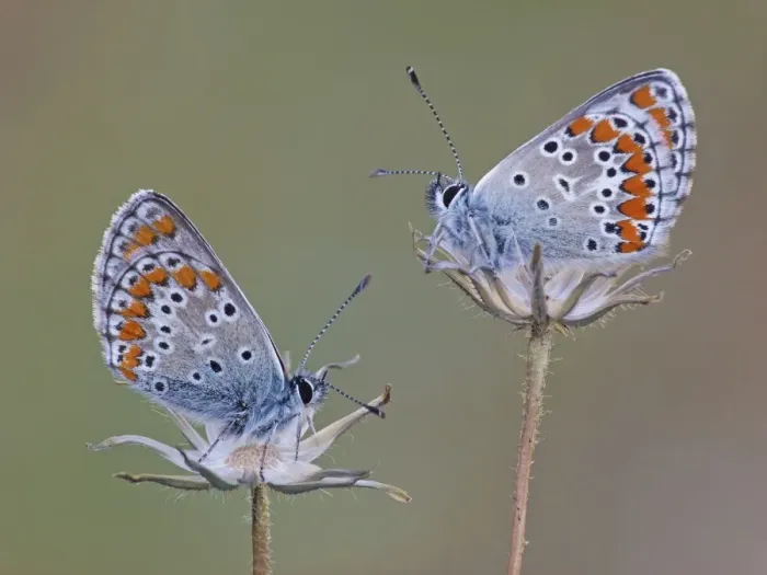 Framed Print : Brown Argus (Aricia agestis) two adults, roosting on dry flowerheads, Corsica, France, April Framed Print : Brown Argus (Aricia agestis) two adults, roosting on dry flowerheads, Corsica, France, April