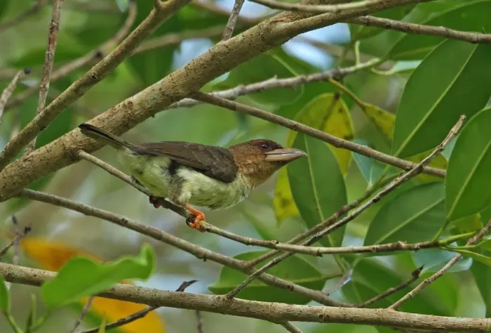 Framed Print : Brown Barbet (Calorhamphus fuliginosus hayii) adult, perched on twig, Way Kambas N. P Framed Print : Brown Barbet (Calorhamphus fuliginosus hayii) adult, perched on twig, Way Kambas N. P